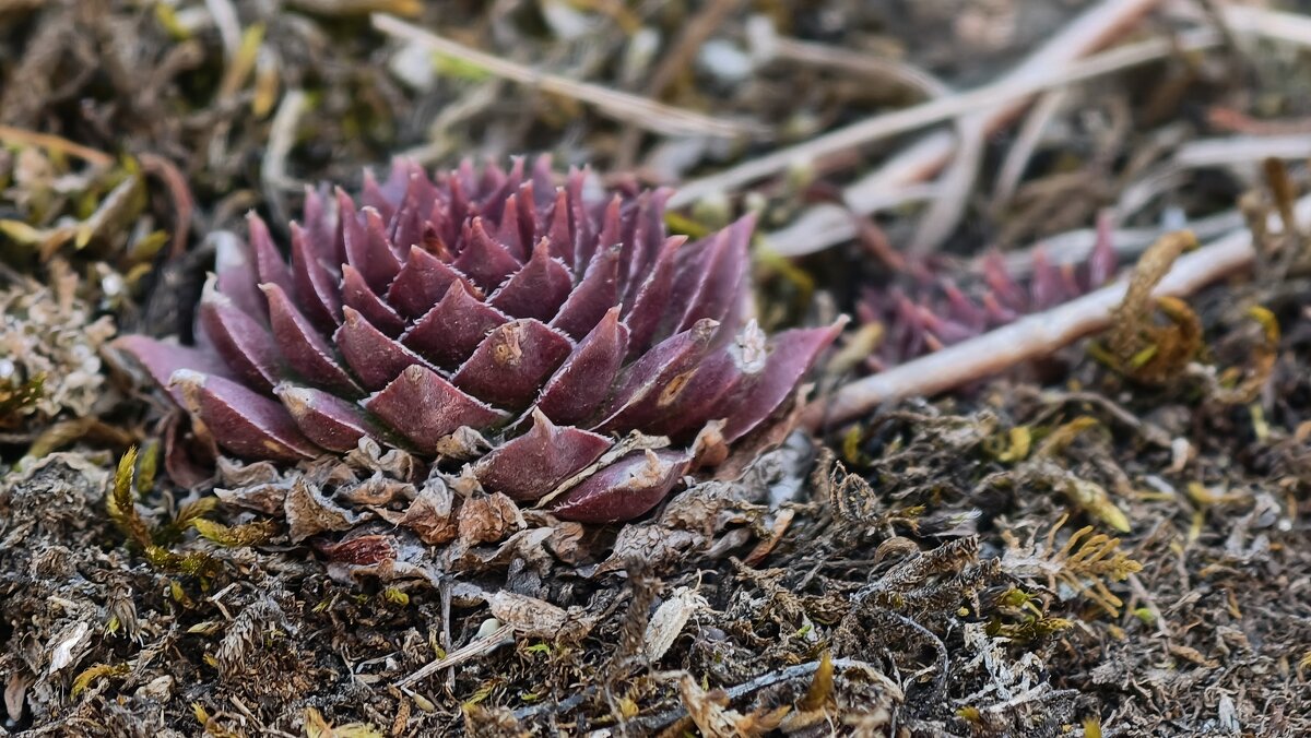 Лишайник на камне похож на розу - Мариша 