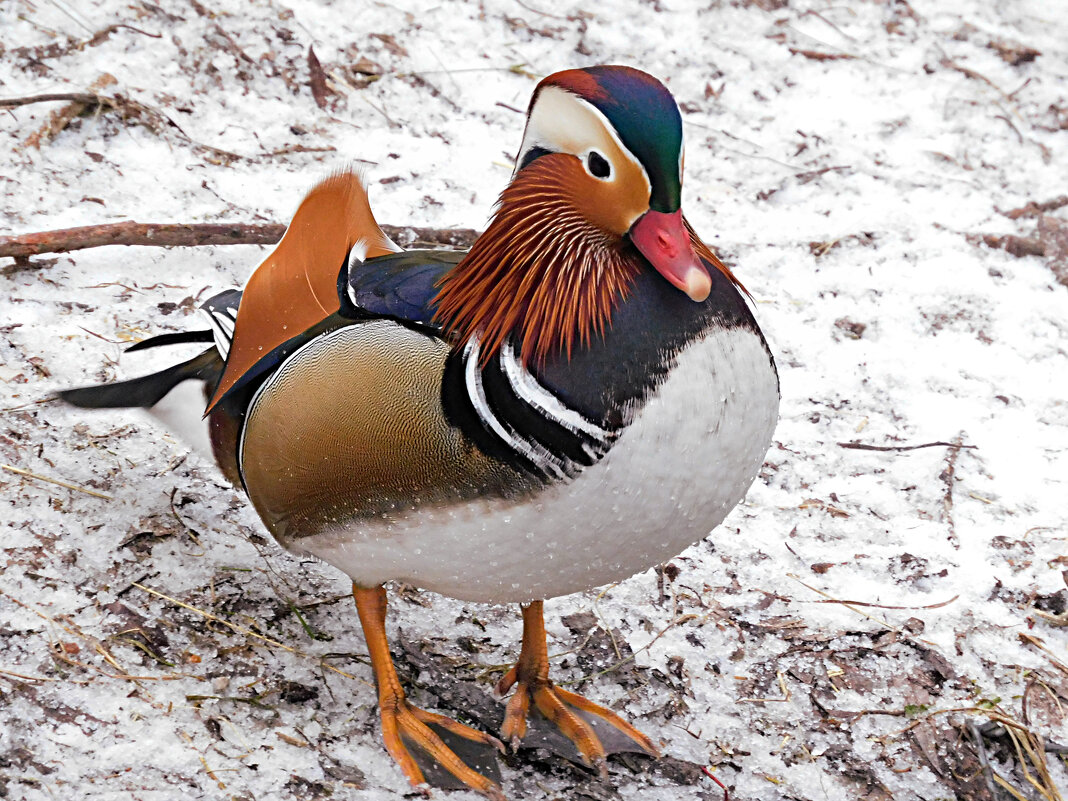 Мандарин - Лина 