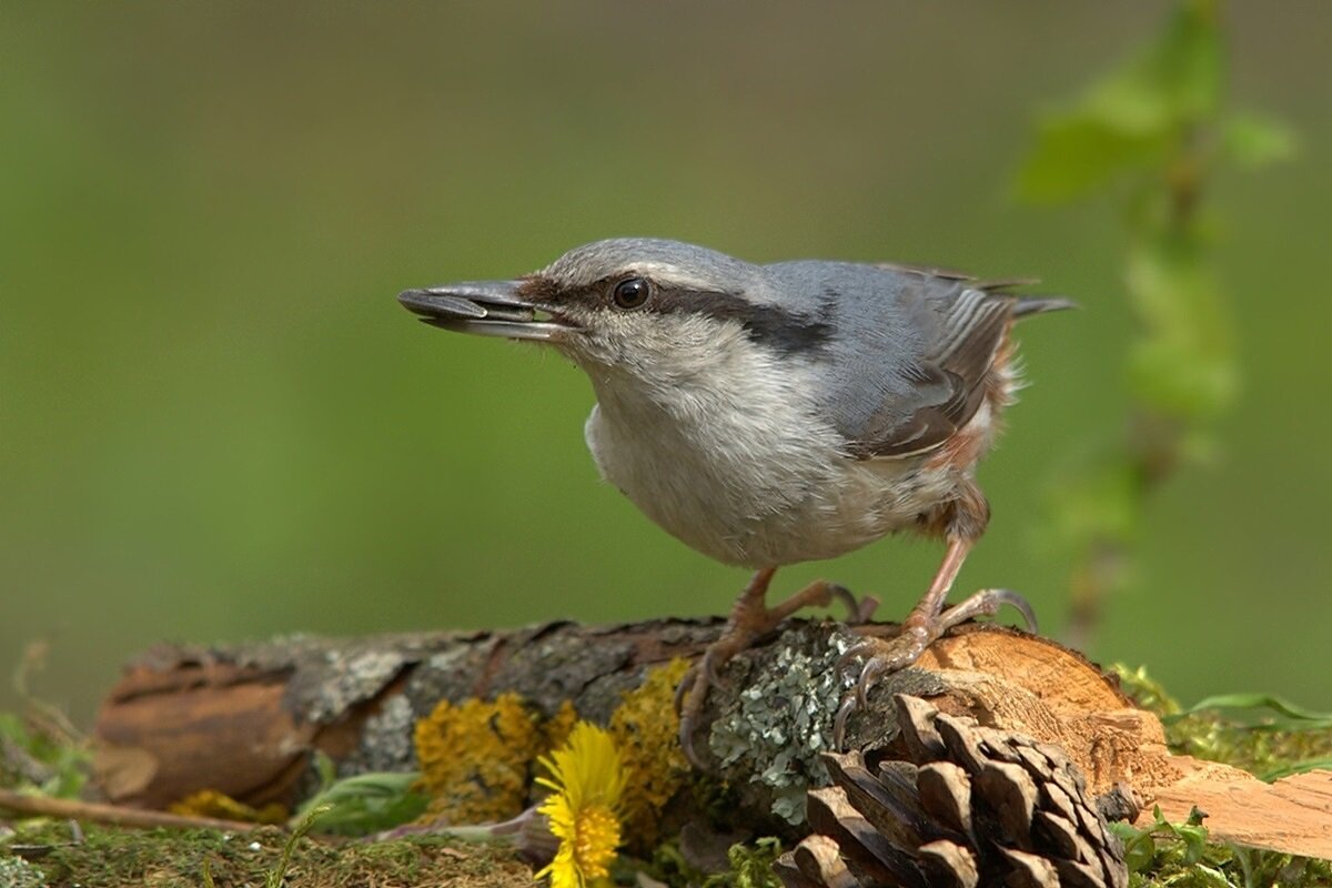 ... - Вячеслав Минаев