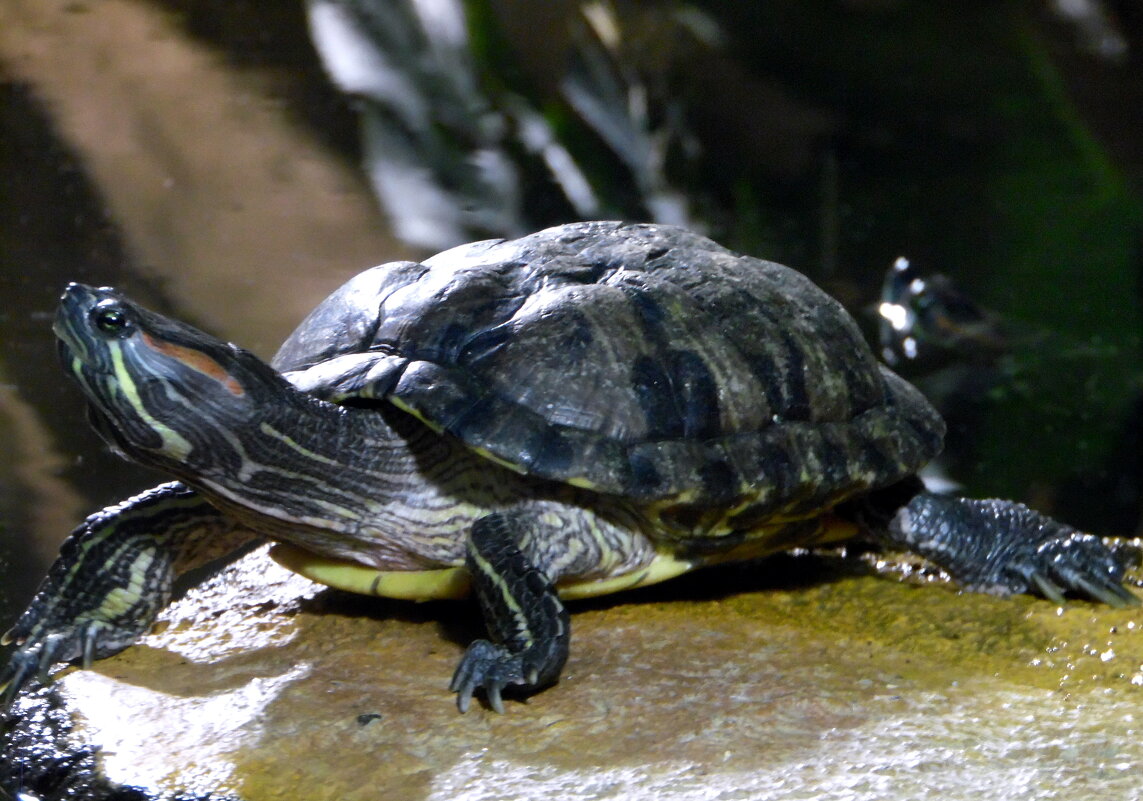 Черепашка. - nadyasilyuk Вознюк Черепашка. - nadyasilyuk Вознюк
