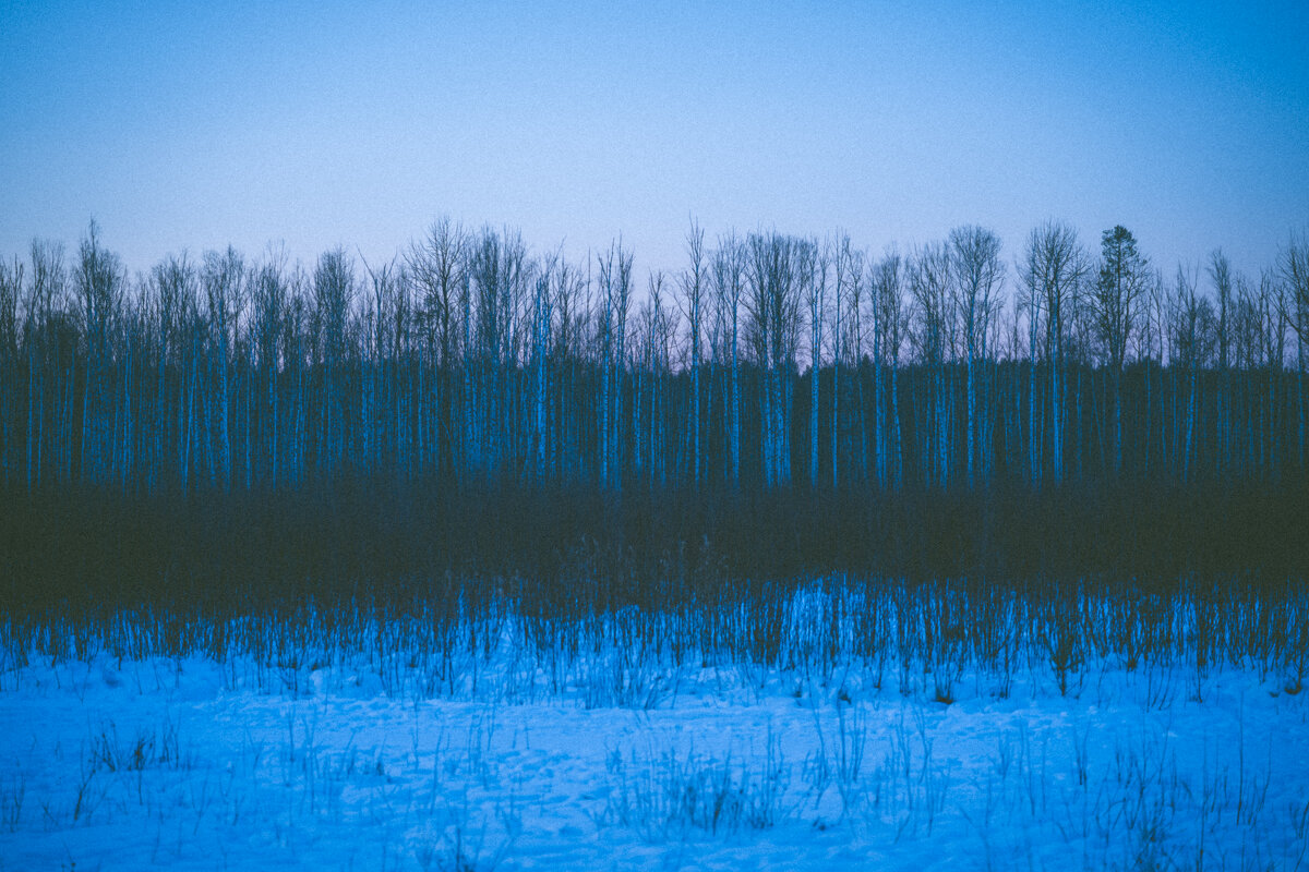 Лес - Илья Шенгелия