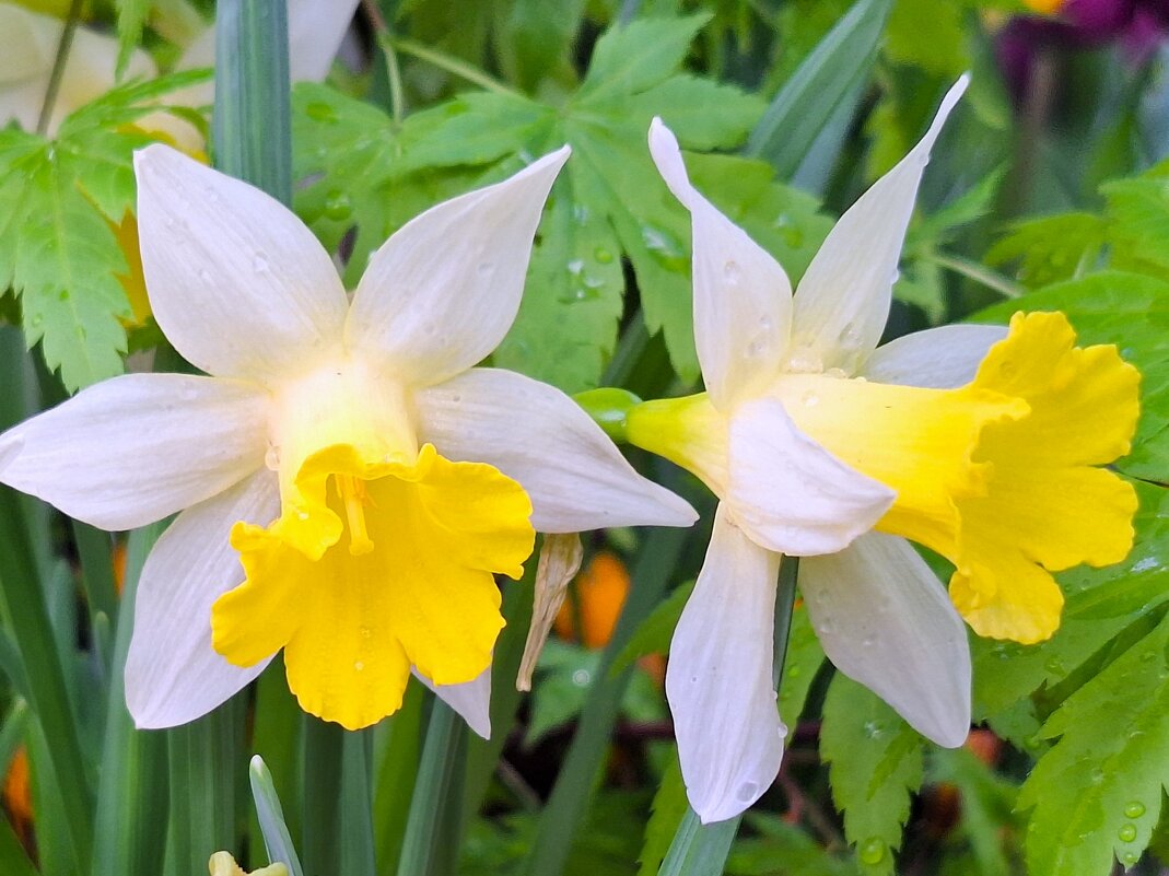 Нарциссы - Наталья 