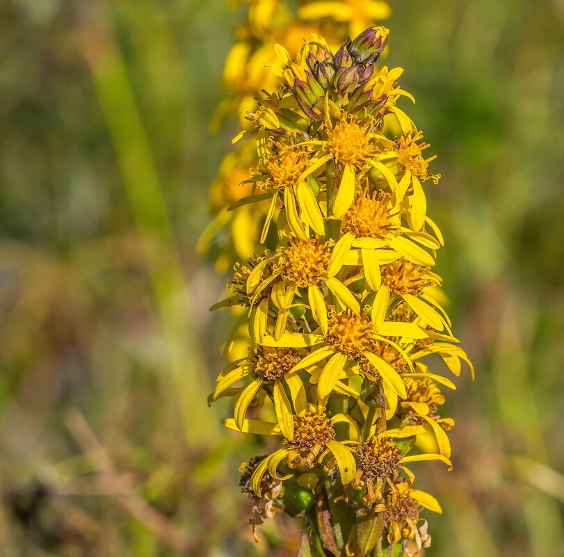 Краски лета. - Алексей Трухин