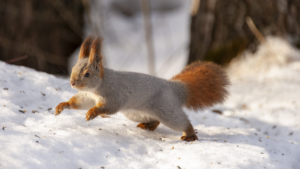 Зимняя жизнь белки: всегда в движении! - Вадим Басов