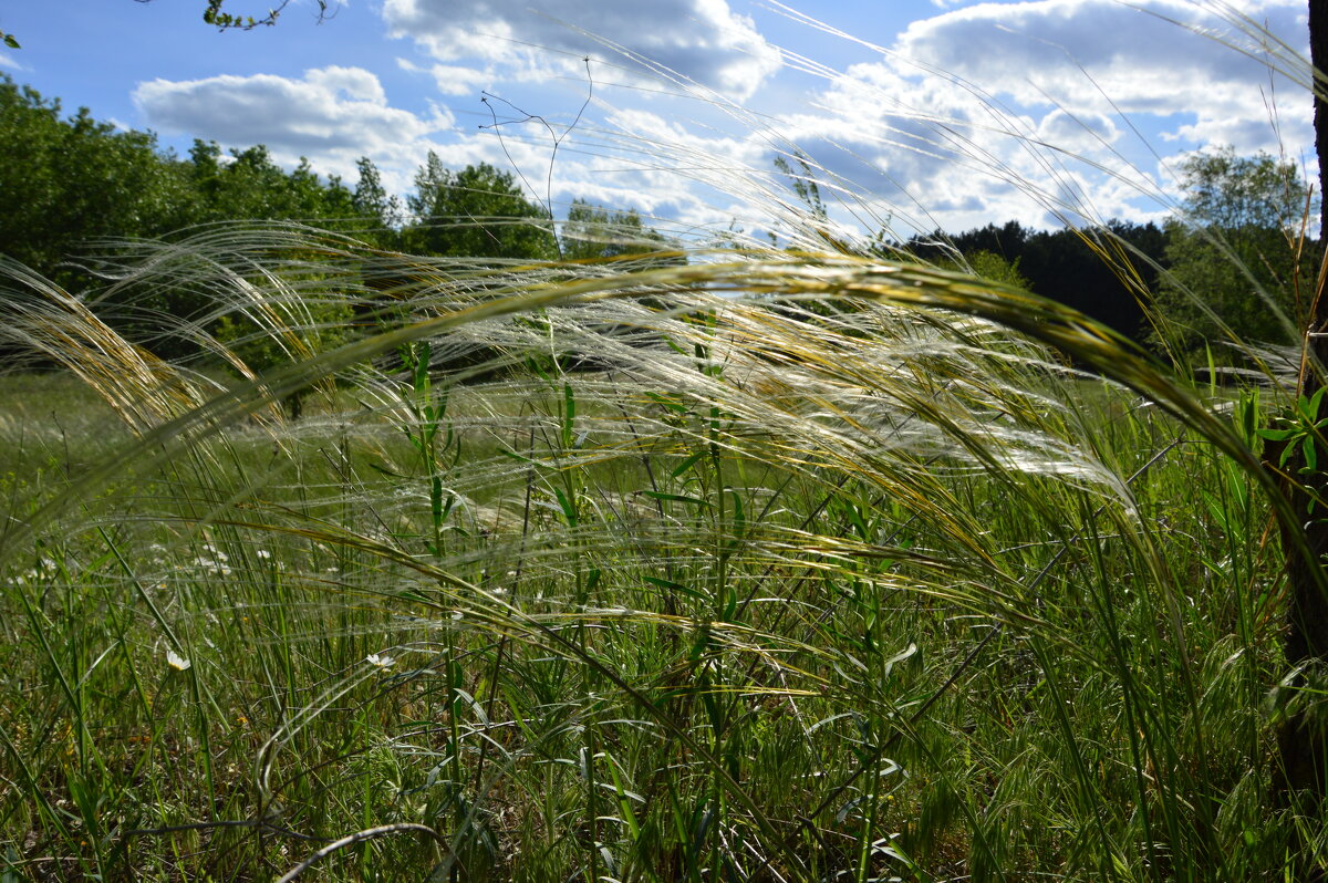 Ковыль. - Виктор 