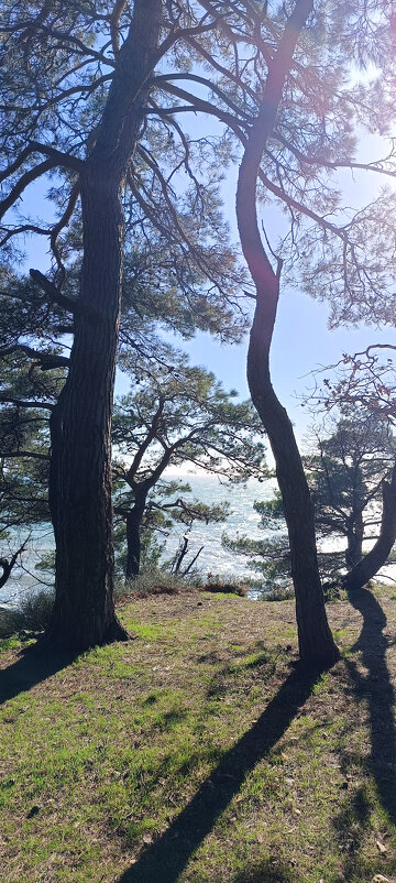 В тени сосен. - serg 