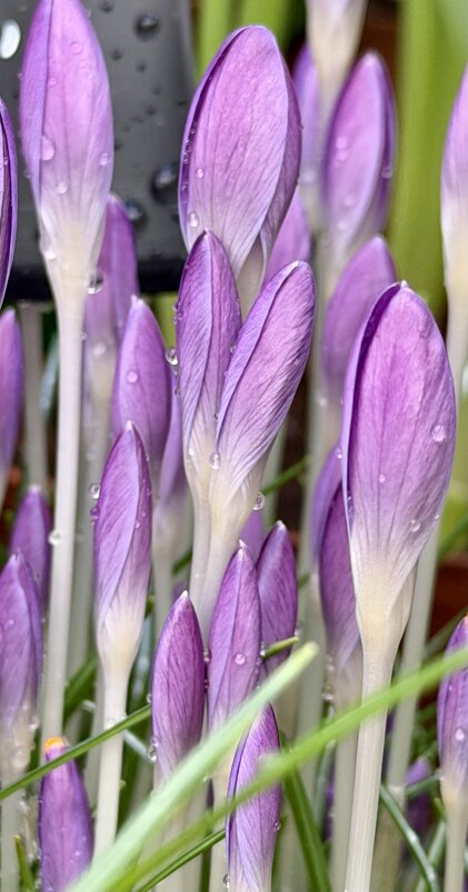 Нежные крокусы. - Pippa 