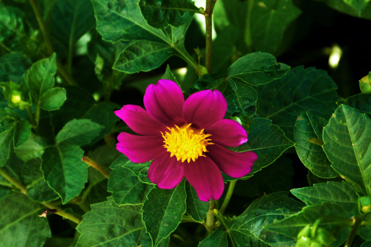 * - Валентин Семчишин