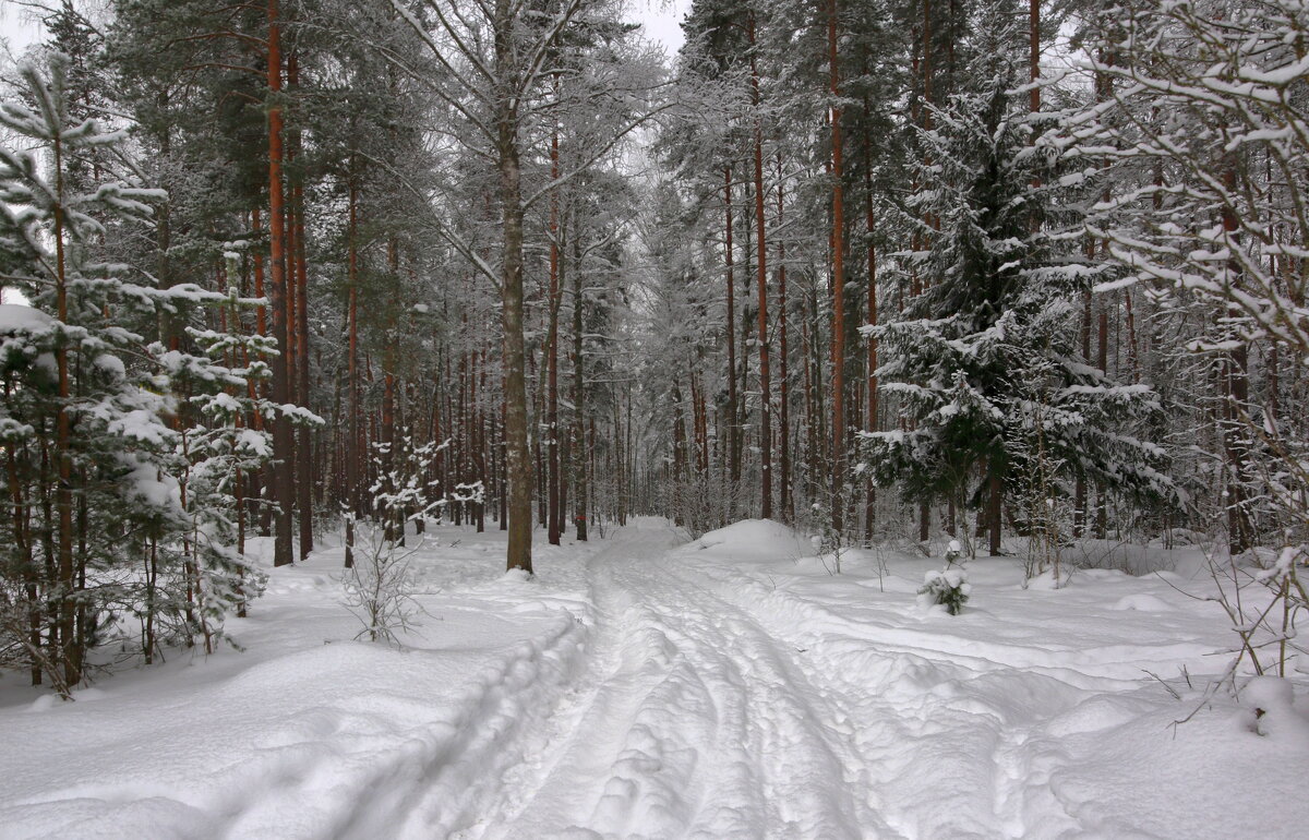 Зимний лес - Александр Алексеенко Зимний лес - Александр Алексеенко