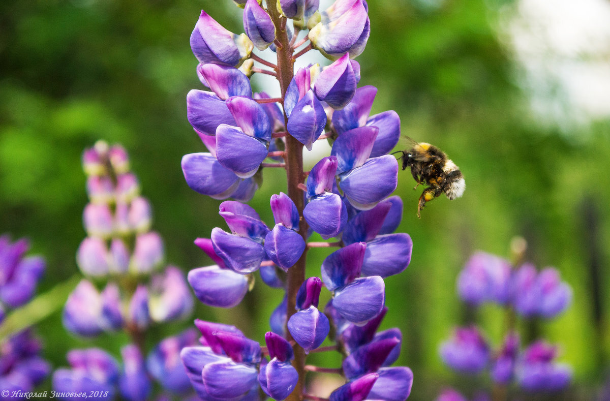 Трудяга шмель) - Николай Зиновьев Трудяга шмель) - Николай Зиновьев