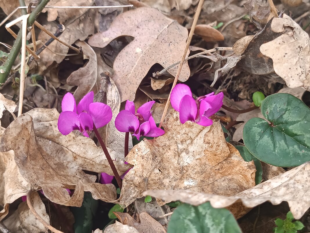 Цикламен уличный - Вячеслав Коломойцев Владимирович