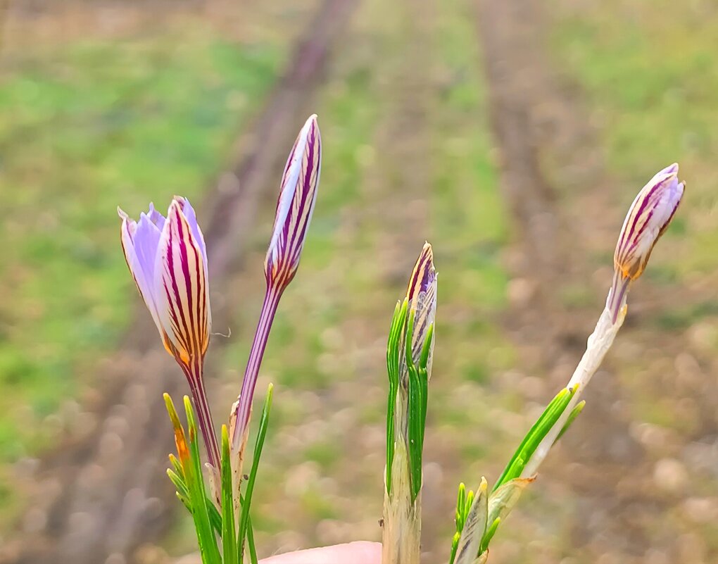 Крокус лесные - Вячеслав Коломойцев Владимирович