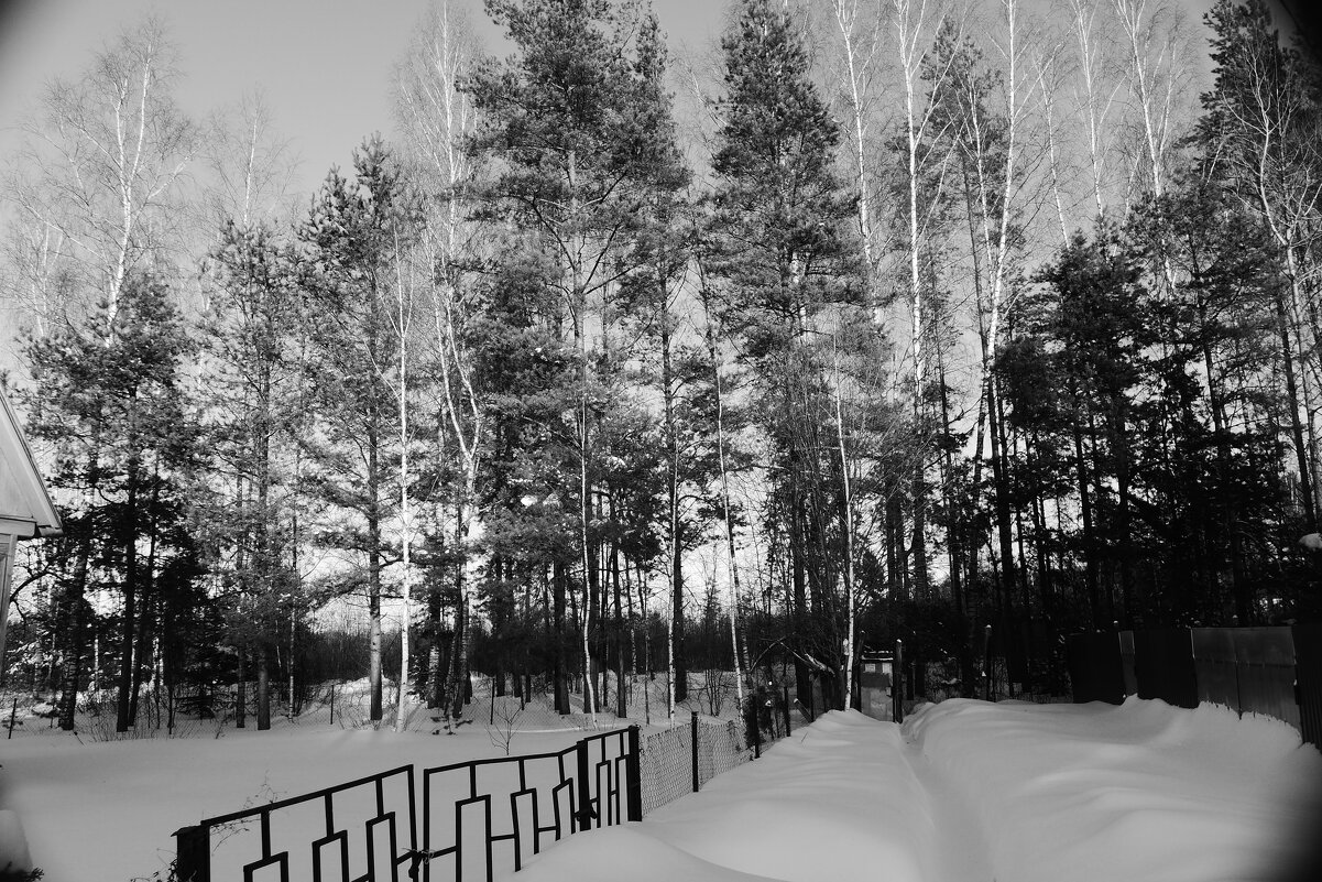 Мечты о ч/б Лейке 1. - Михаил Елочкин