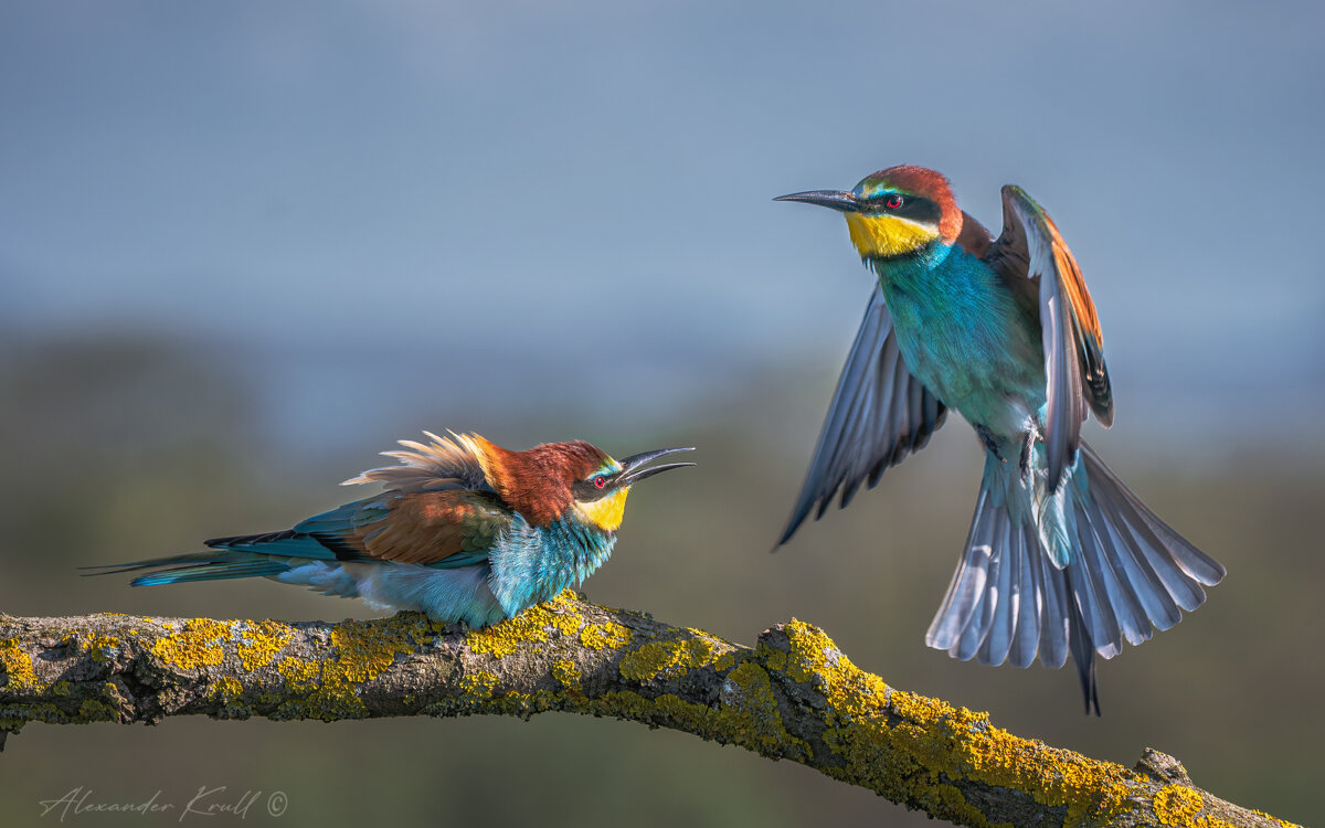 Не пущу! - Александр К.