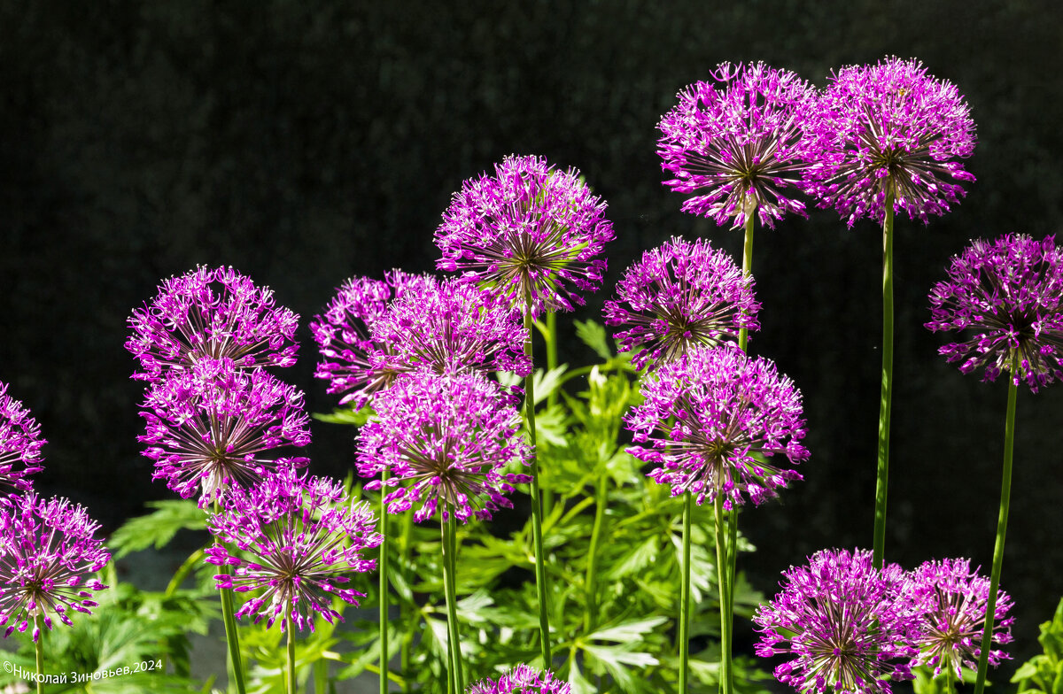 Один из любимейших раннелетних цветов - декоративный лук - Николай Зиновьев