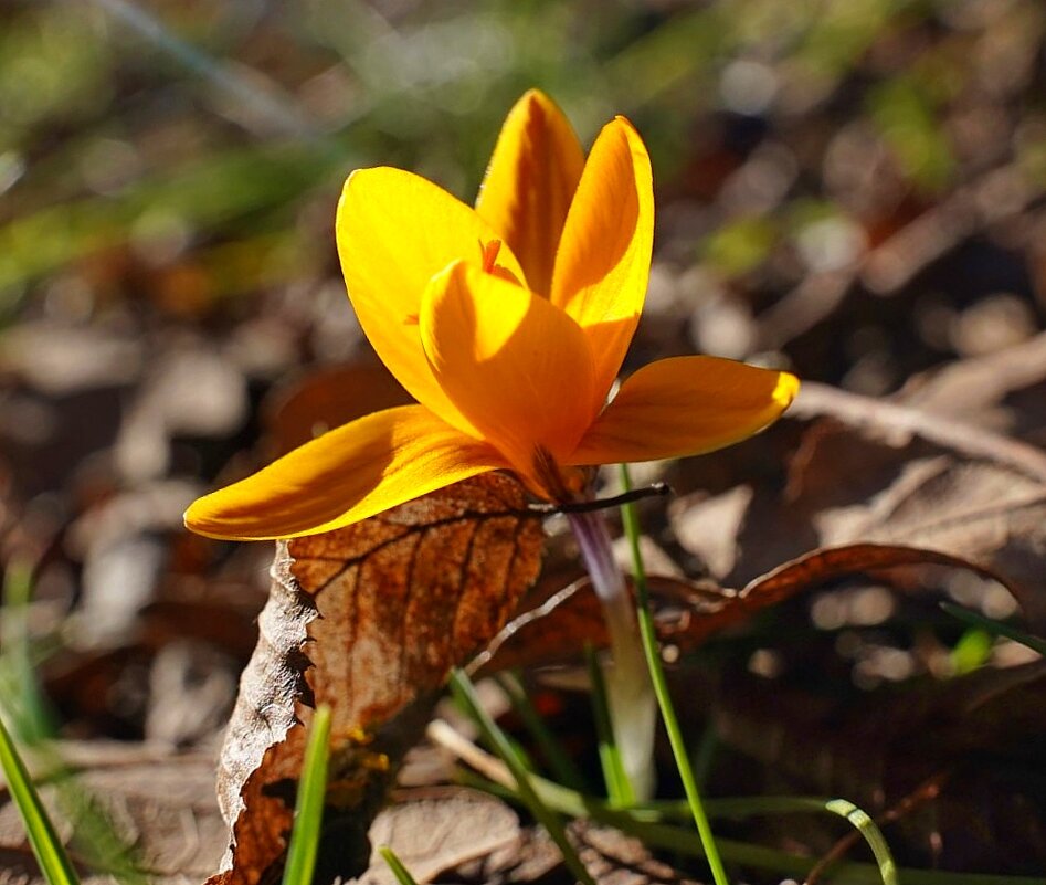 Крокусы - Светлана Тихонина