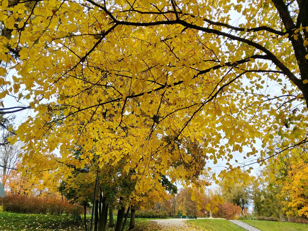 Осенний парк - Елена Сухорученкова
