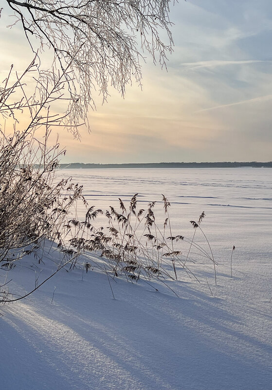 этюд с камышами 1 - Galina 