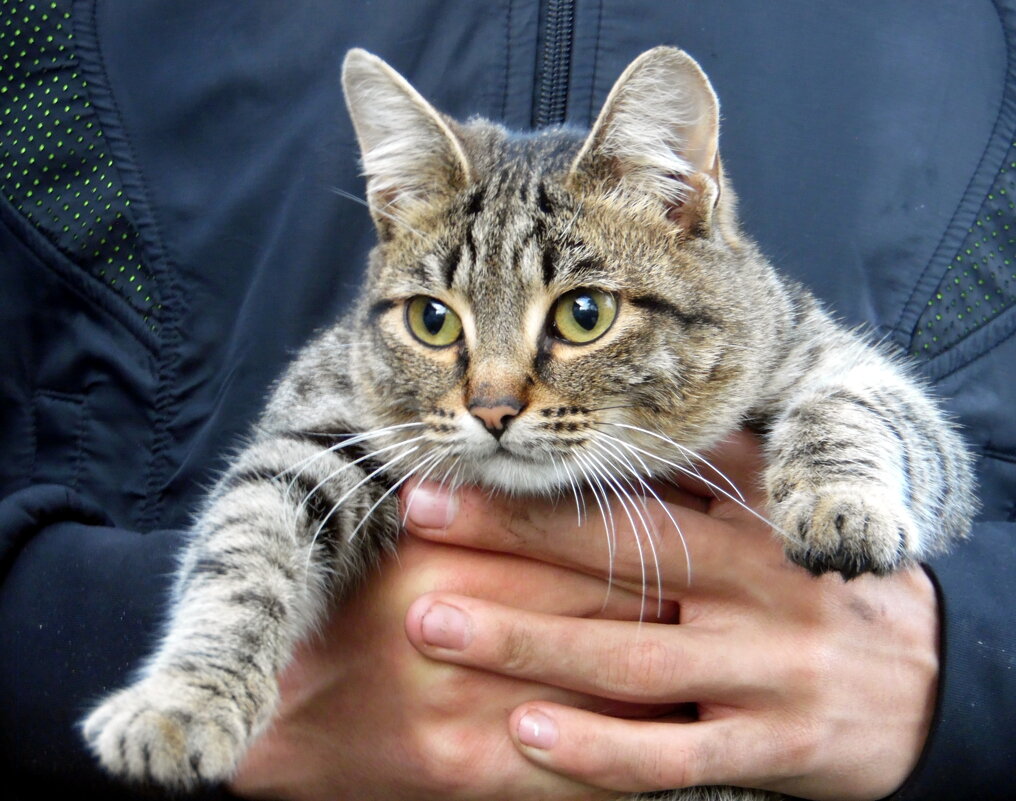 В надёжных руках. - nadyasilyuk Вознюк