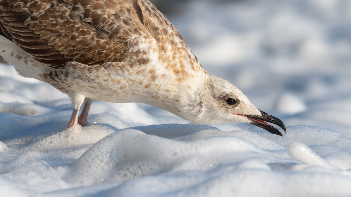 На морском берегу. Чайки - Владимир Лазарев На морском берегу. Чайки - Владимир Лазарев