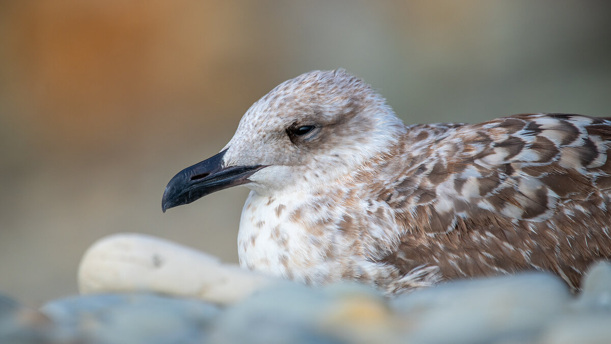 На морском берегу. Чайки - Владимир Лазарев На морском берегу. Чайки - Владимир Лазарев