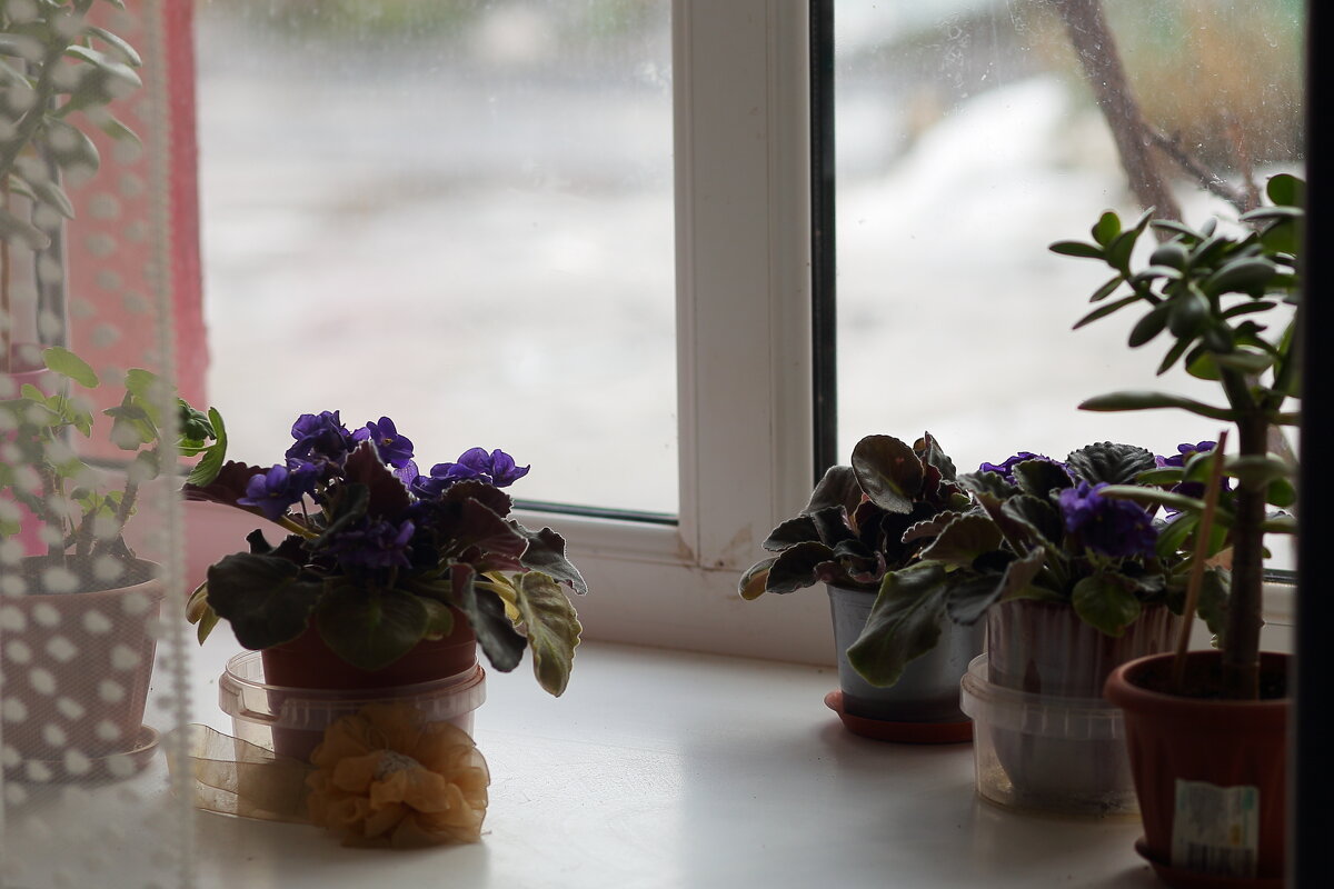 Фиалки - Юрий Гайворонскiий