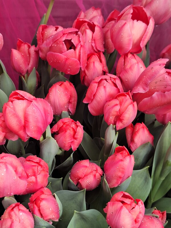 Тюльпаны - Наталья 