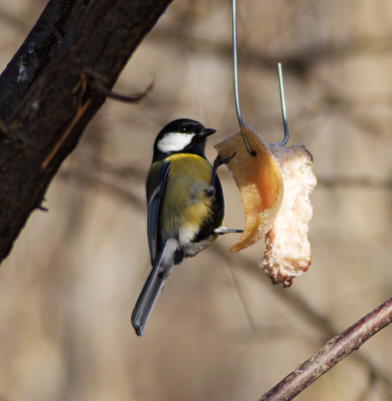 Синица. - Александр. AVG100 --- Синица. - Александр. AVG100 ---