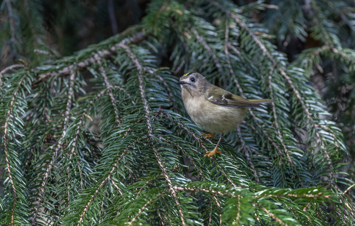 желтоголовый королек. - юрий макаров