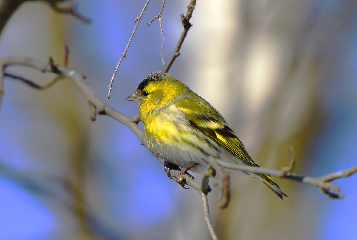 Чижик - Константин Анисимов Чижик - Константин Анисимов