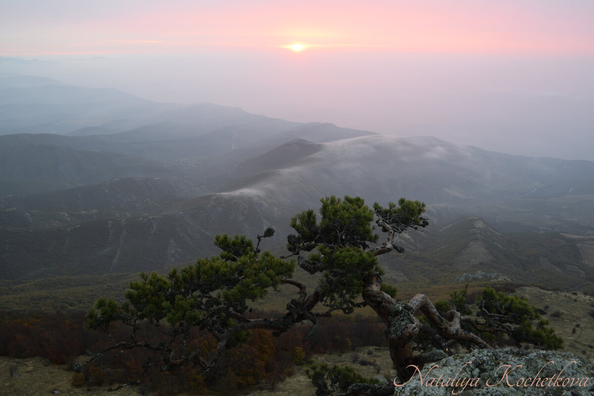 Природа Крыма - Amazing Cosmea Природа Крыма - Amazing Cosmea