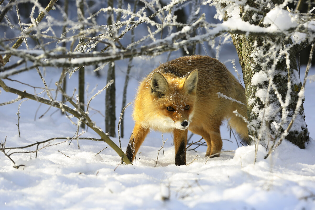 В поиске - Валерий Черняк