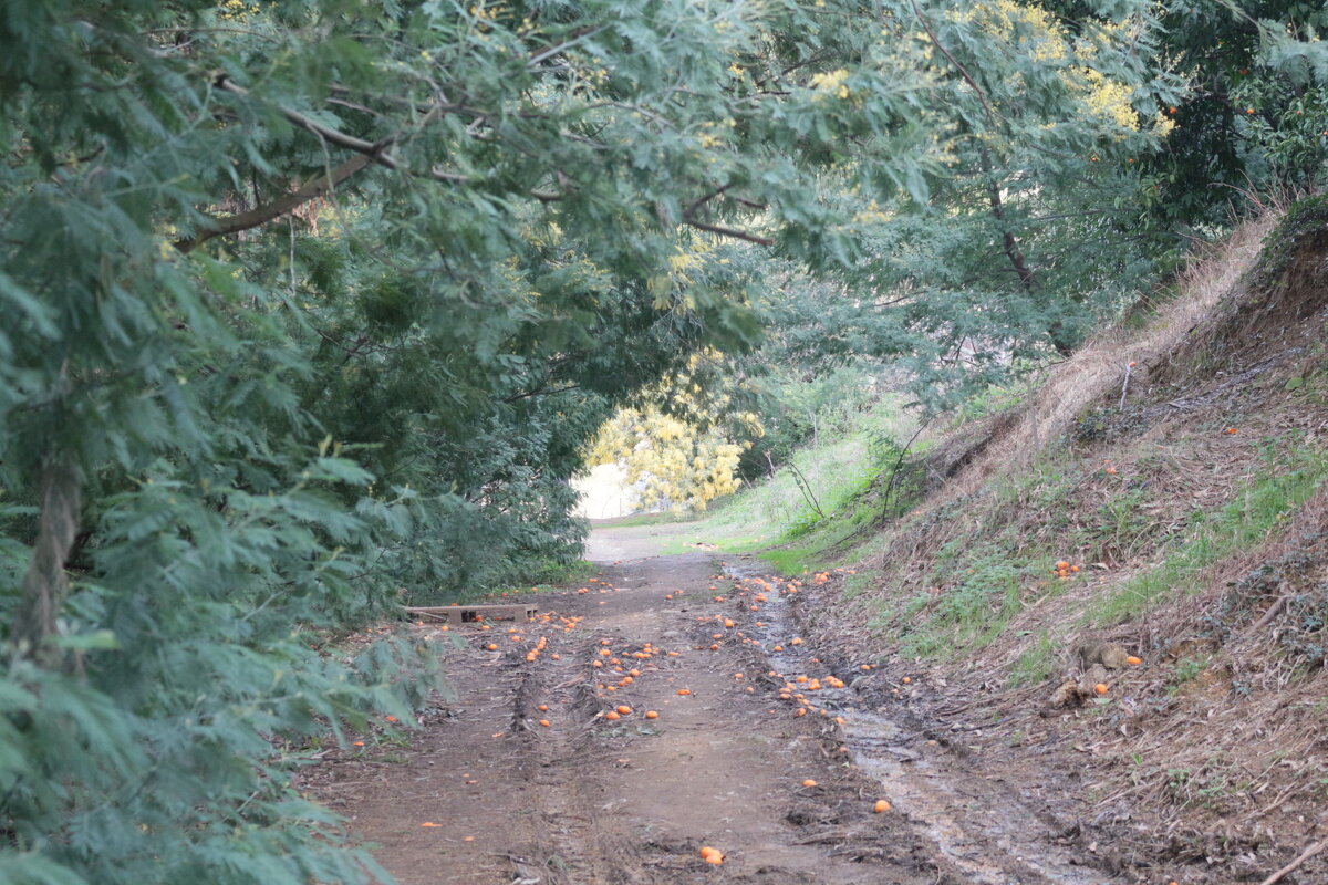 Мандариновая дорога - Мишель71 