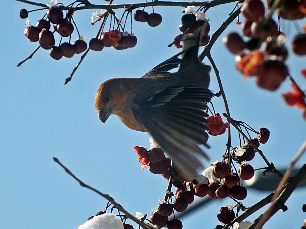 щур - Зоя Мишина щур - Зоя Мишина