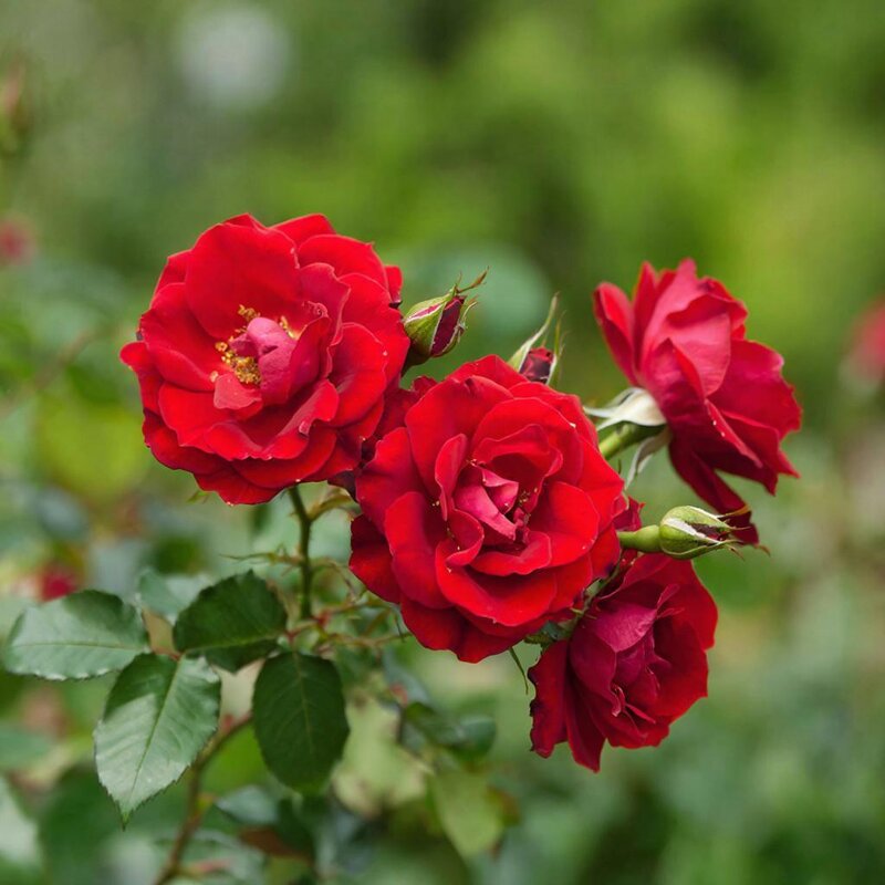 розы - МАРИЯ ПОПОВА