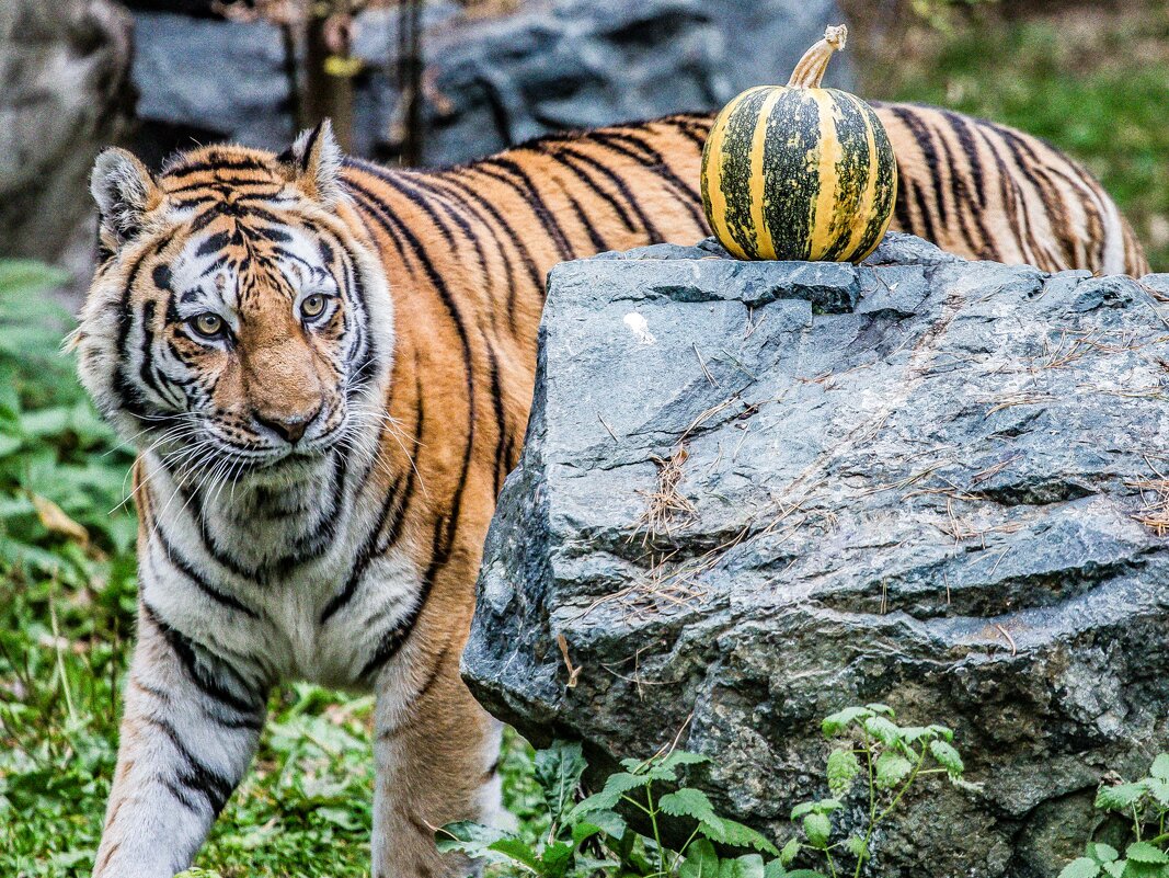 И ты в полосочку? - Аркадий Лаптенко