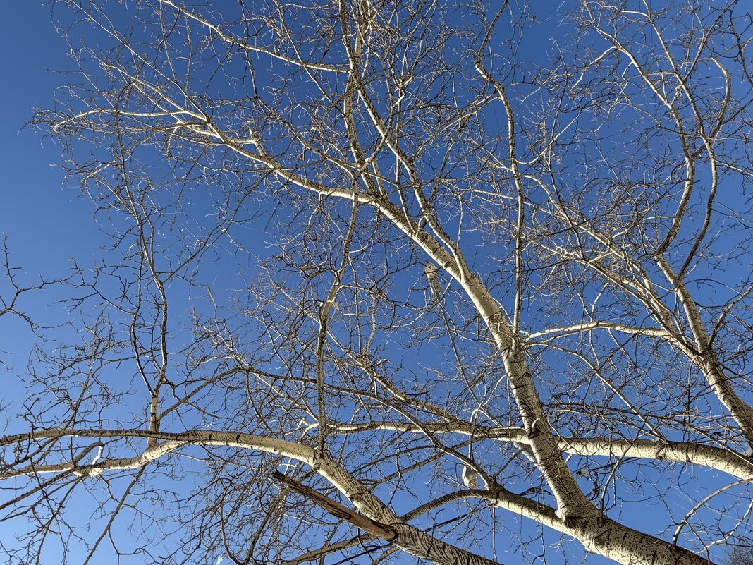 Весна уже близко! - Pippa 