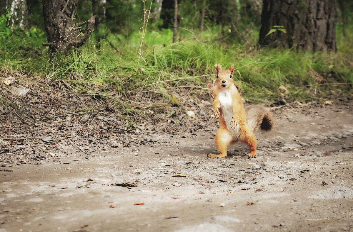О, привет! - Сергей Царёв О, привет! - Сергей Царёв