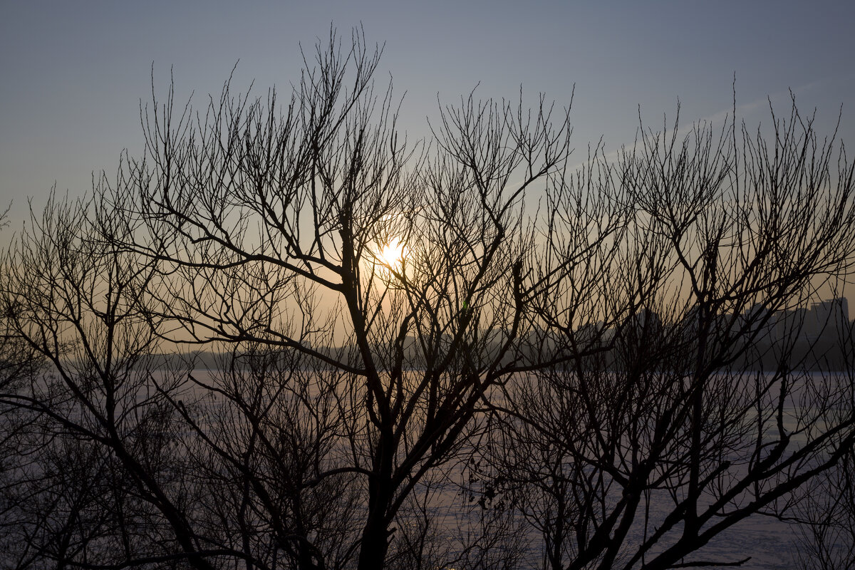 запуталось в ветвях... - Елена Агеева