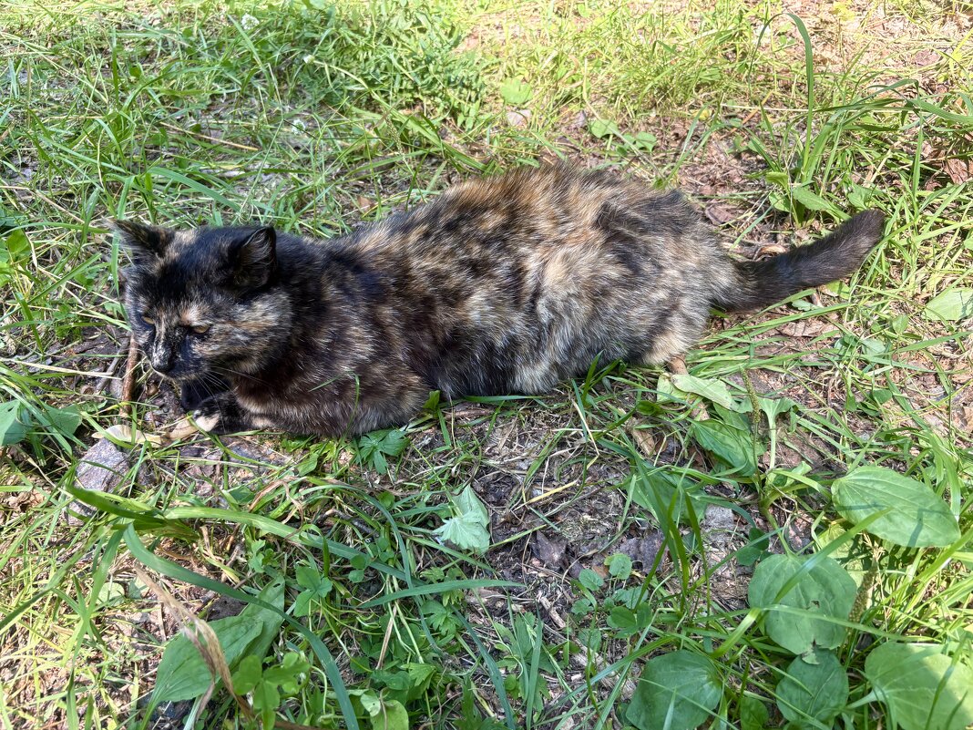 Жительница острова Коневец... - Наталия Павлова Жительница острова Коневец... - Наталия Павлова