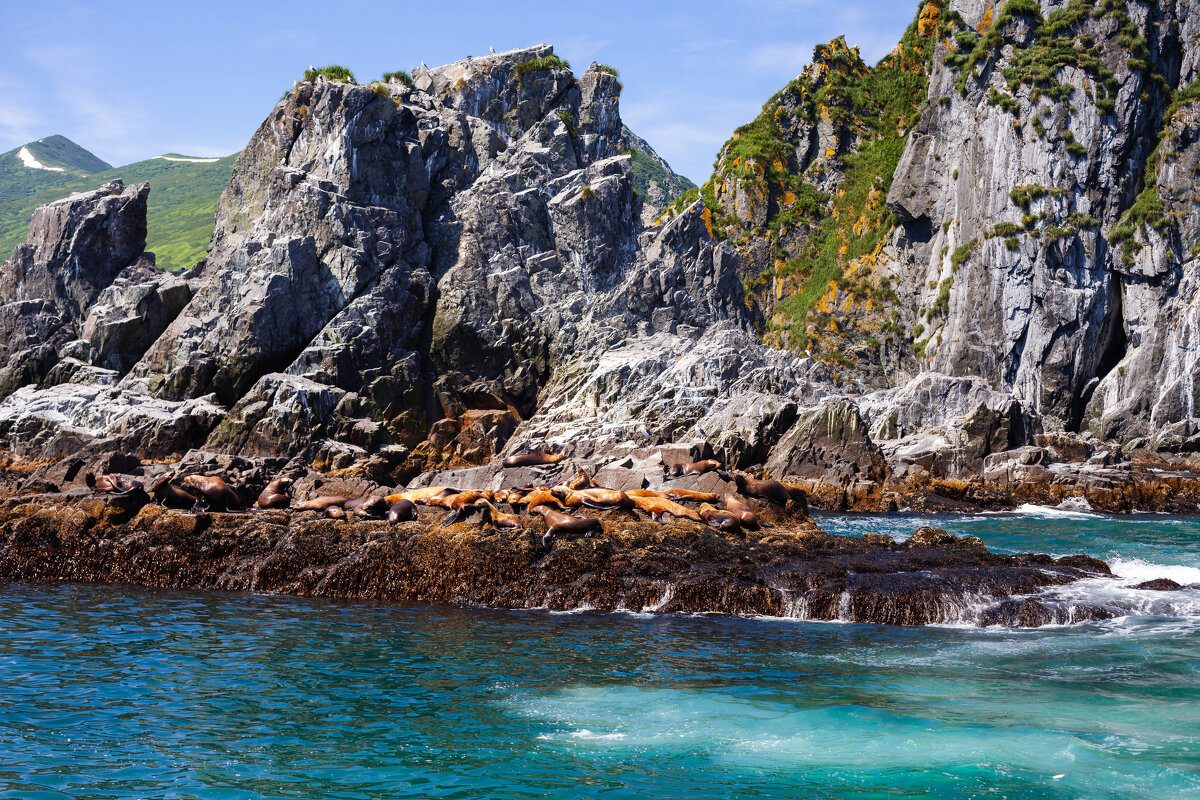 Сивучи ( морские львы ) загорают - Антон Лихач Сивучи ( морские львы ) загорают - Антон Лихач