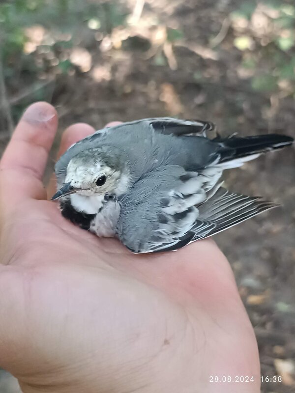 Птичка трясогузка Кубань речка лес - Слава Коломойцев