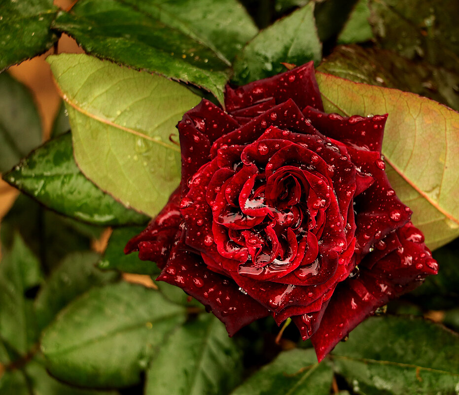 Дождём умытая - Светлана Дождём умытая - Светлана