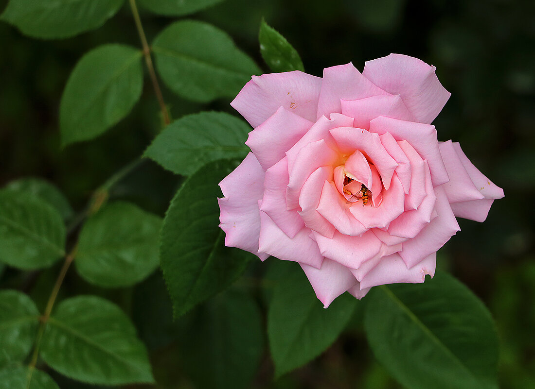 Майская красотка - Светлана 