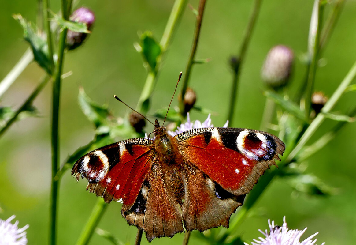 опять про бабочек...481 - Александр Прокудин