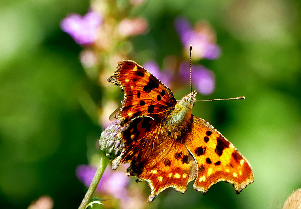 опять про бабочек...483 - Александр Прокудин