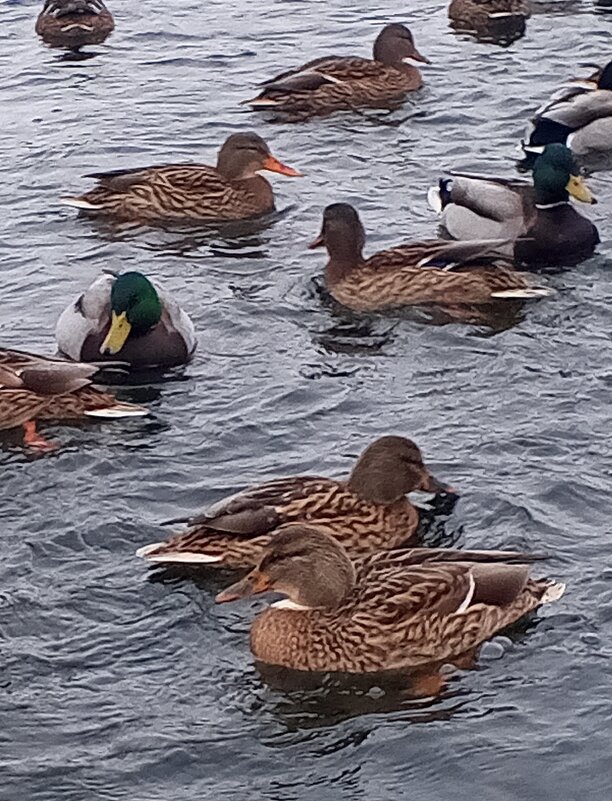 Утки - Сапсан 