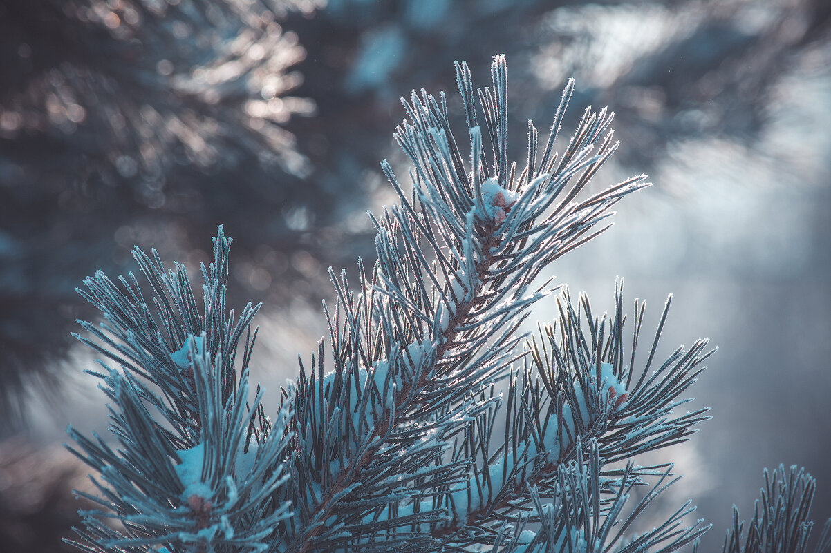 *** - Виктор Иванович Чернюк