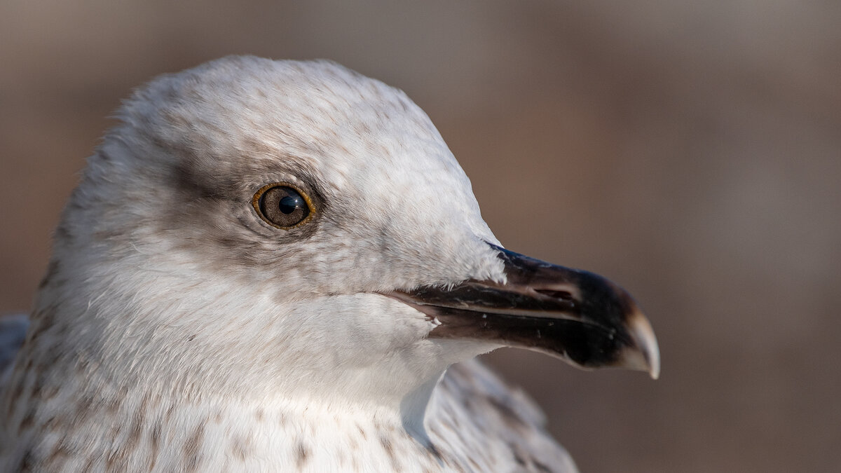Портрет на морском берегу - Владимир Лазарев Портрет на морском берегу - Владимир Лазарев