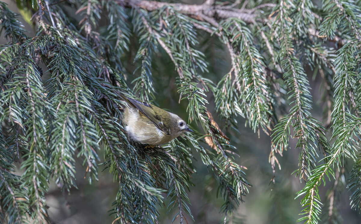 желтоголовый королек - юрий макаров